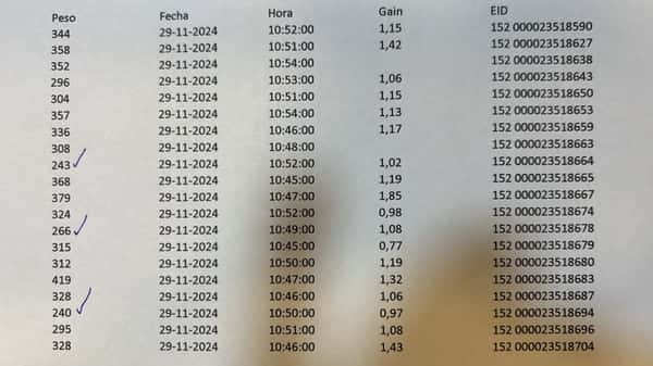 Lote 20 Novillo Engorda en V  Región Valparaíso, Santo Domingo