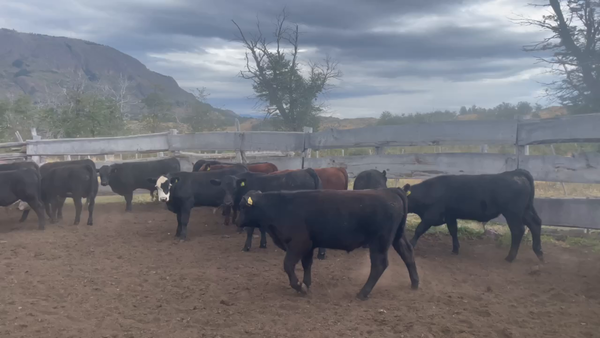 Lote 29 Ternero en XI Región Aysén, Río Ibáñez