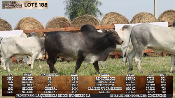 Lote LOTE 188