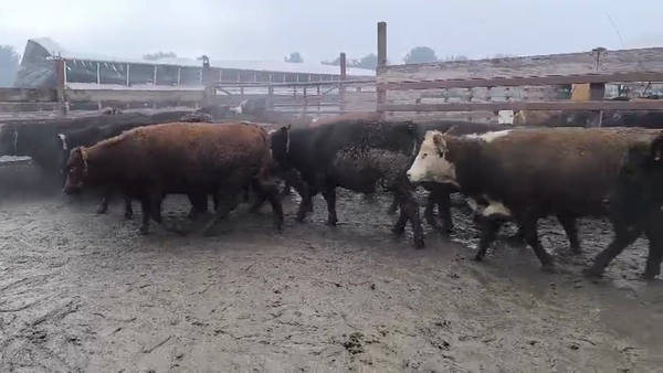 Lote 20 Vaquilla Gorda en Los Ángeles, VIII Región Biobío