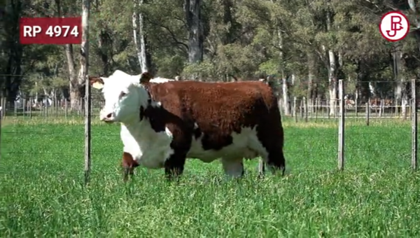 Lote VAQUILLONAS PREÑADAS PURAS DE PEDIGREE POLLED HEREFORD