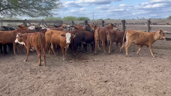 Lote 100 Terneras en Juan José Castelli, Chaco