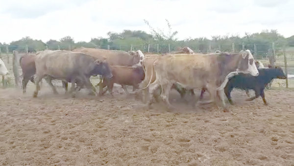Lote 70 Vacas medio uso C/ gtia de preñez en Esquina, Corrientes
