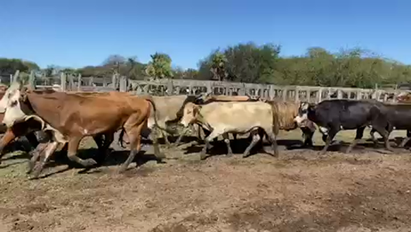 Lote 50 Vacas usadas preñadas en Pto. Eva Perón, Chaco