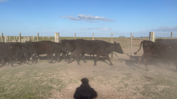 Lote 134 Vaquillonas más de 2 años en Arrozal Treinta y Tres, Treinta y Tres