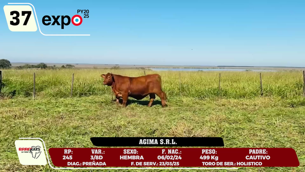 Lote LOTE 37