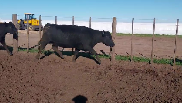 Lote 80 Vacas nuevas Preñadas en Buenos Aires, Bolívar