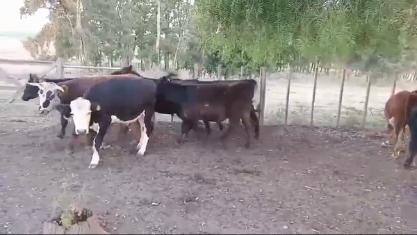 Lote NOVILLOS DE 1 A 2