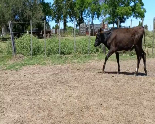 Lote Terneras