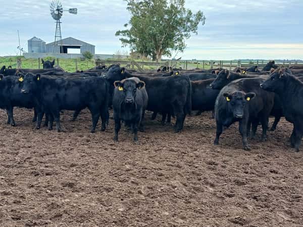 Lote 85 Vaquillonas C/ gtia de preñez