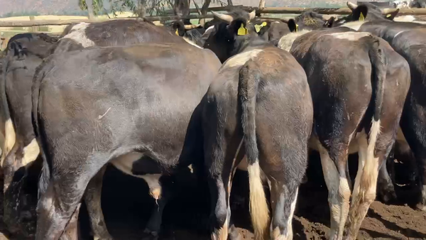 Lote 22 Novillo Engorda en María Pinto, Región Metropolitana