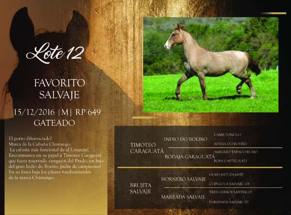 Lote RP 649 - FAVORITO SALVAJE