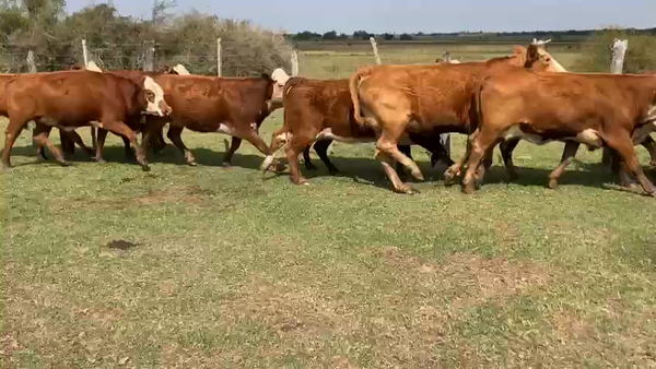 Lote 37 Vacas usadas preñadas en Esquina, Corrientes