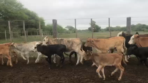 Lote 60 Vacas nuevas C/ cria en Pto. Eva Perón, Chaco