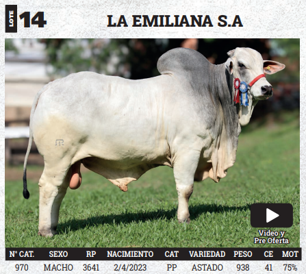 Lote LOTE 14 - BOZAL