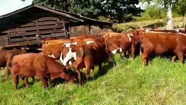 Lote 38 Ternero en Fresia, X Región Los Lagos