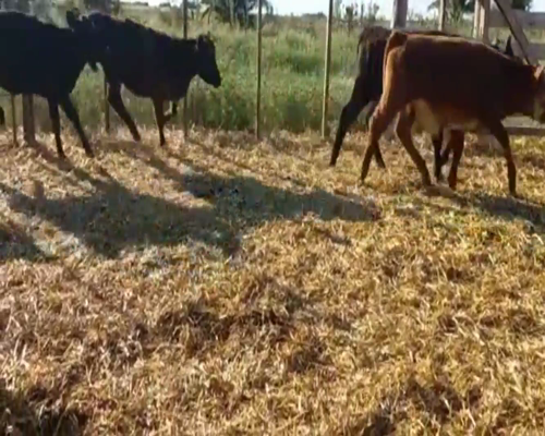 Lote Terneros