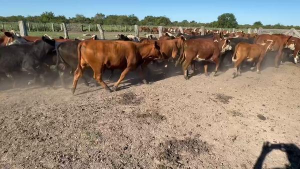 Lote 50 Terneras en Durazno, Entre Ríos