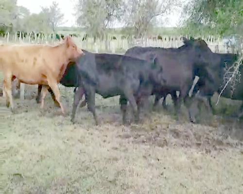 Lote 27 Vacas de invernar en Villaguay, Entre Ríos