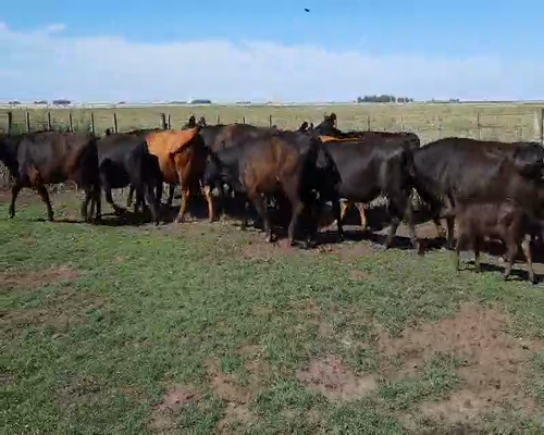Lote 30 Vacas nuevas en Gral. Lamadrid, Buenos Aires