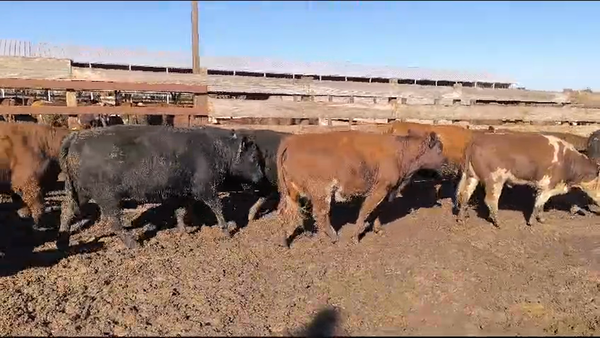 Lote 20 Vaquilla Gorda en Los Ángeles, VIII Región Biobío