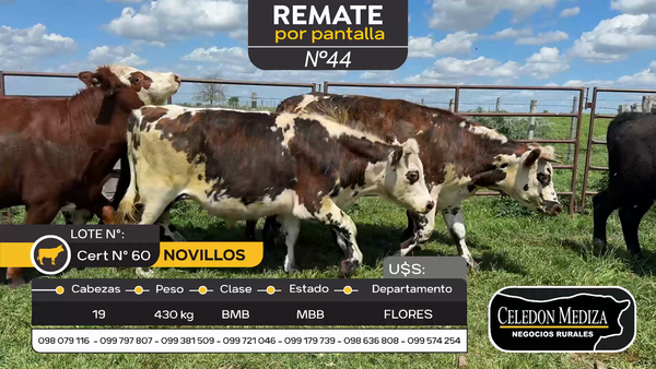 Lote 19 Novillos en Otra Localidad, Flores