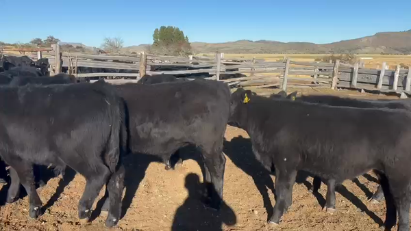 Lote 46 Ternera en Coyhaique, XI Región Aysén