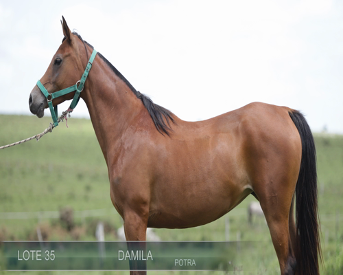 Lote BH DAMILA
