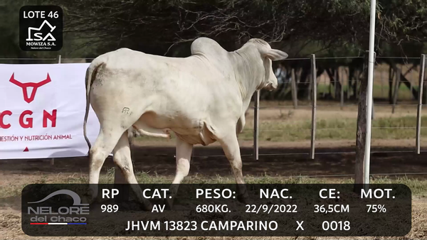 Lote LOTE 46