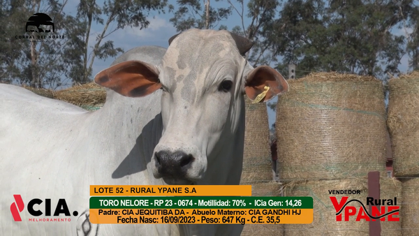 Lote 