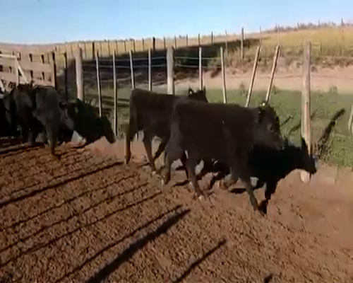 Lote 50 Terneras en Bahía Blanca, Buenos Aires