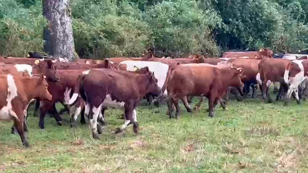 Lote 110 Vaquilla Engorda en Puerto Octay, X Región Los Lagos