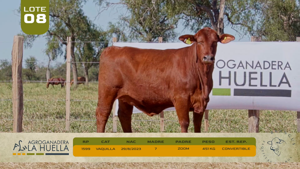 Lote LOTE 8