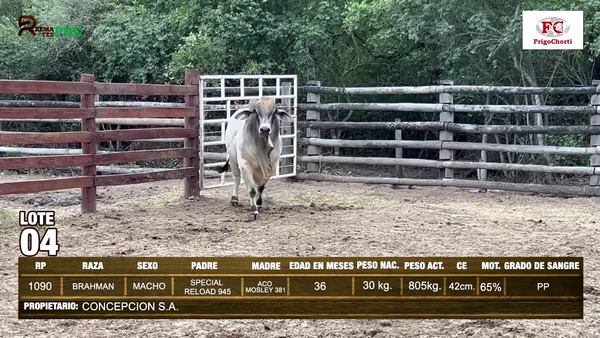 Lote TORO - BRAHMAN