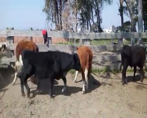 Lote 35 Terneros en General Enrique Martínez, Treinta y Tres