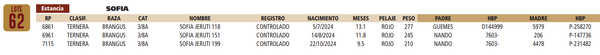Lote LOTE 62
