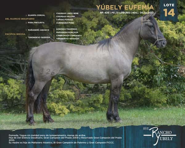 Lote Yubely Eufemia