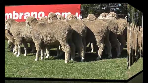 Lote 23 carneros