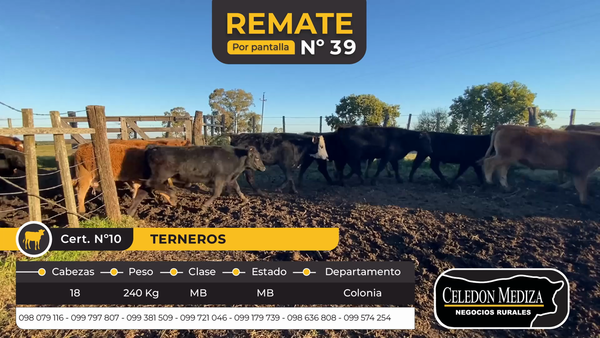 Lote 18 Terneros en Colonia