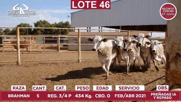 Lote Reproductores de Alborada - Lote 46