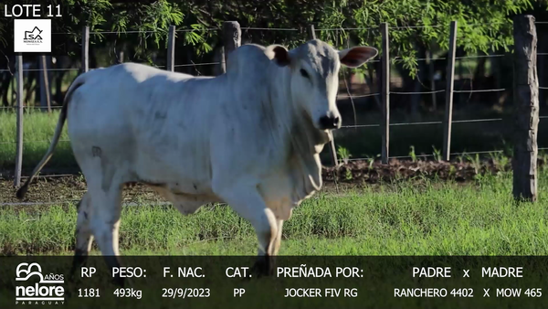 Lote LOTE 11
