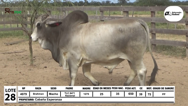 Lote Lote 28