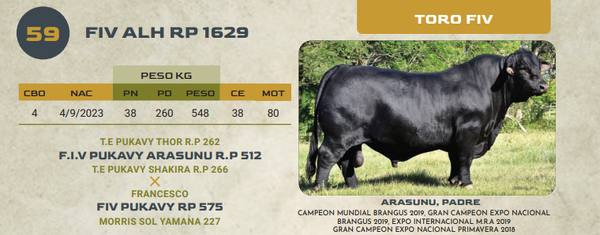 Lote LOTE 59