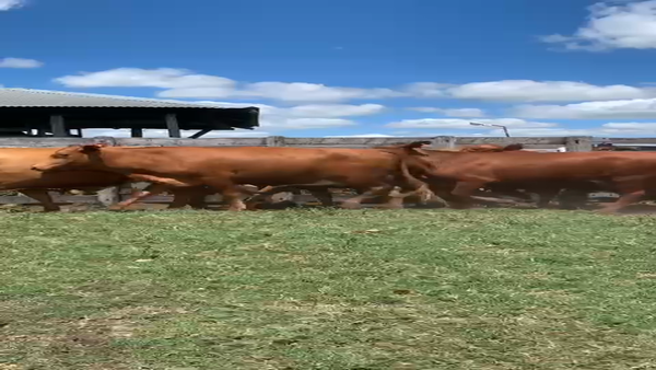 Lote 27 Vaquillonas C/ gtia de preñez en Corrientes, Mariano I. Loza