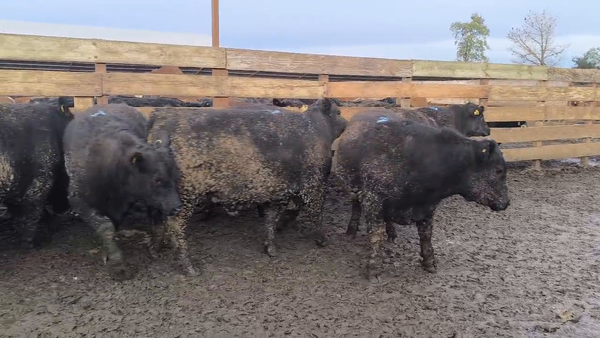 Lote 20 Novillo Gordo en Los Ángeles, VIII Región Biobío