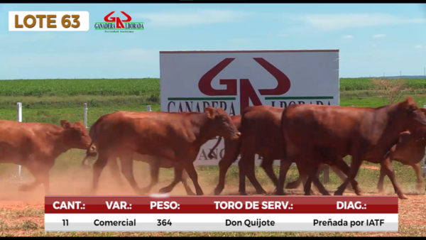 Lote LOTE 63