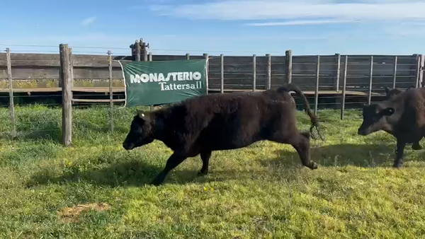 Lote 75 Novillitos en Tres Arroyos