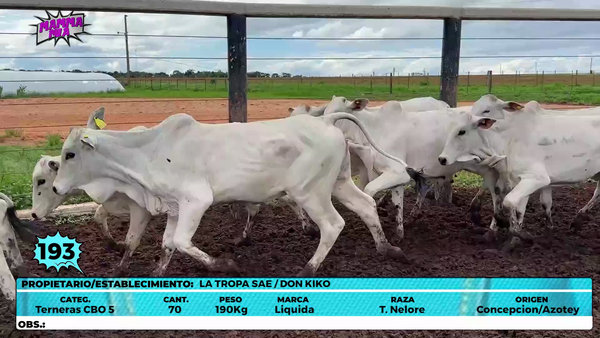 Lote LOTE 193