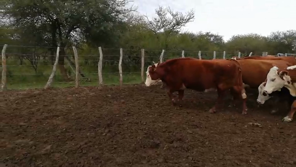 Lote 36 Vacas nuevas C/ gtia de preñez en Federal, Entre Ríos