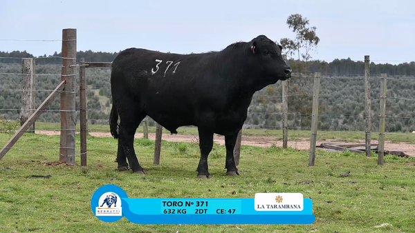 Lote TOROS